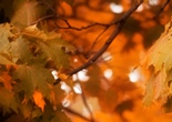 fall branches of a tree