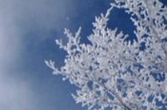 snow on a tree